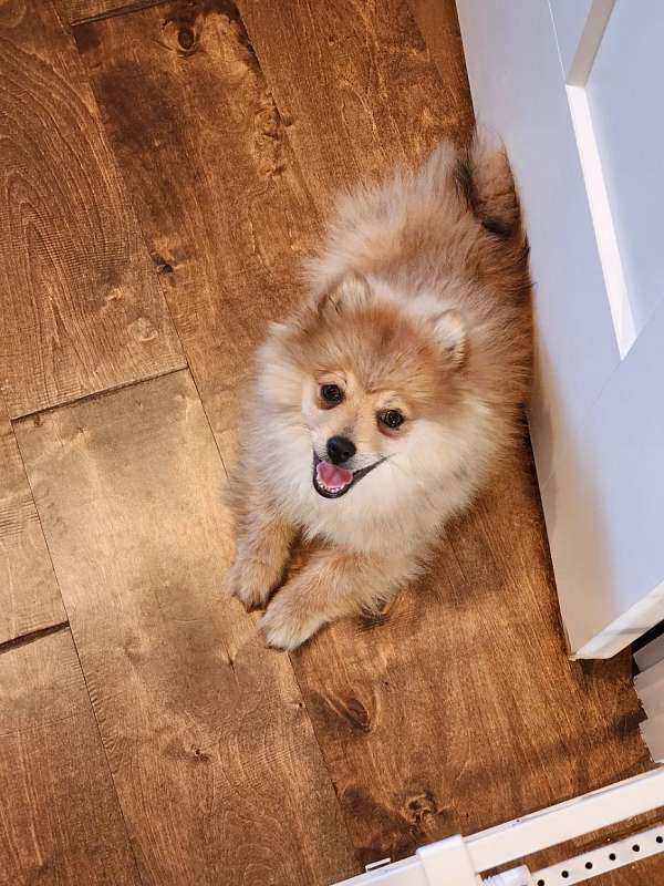 toy-tri-colored-pomeranian