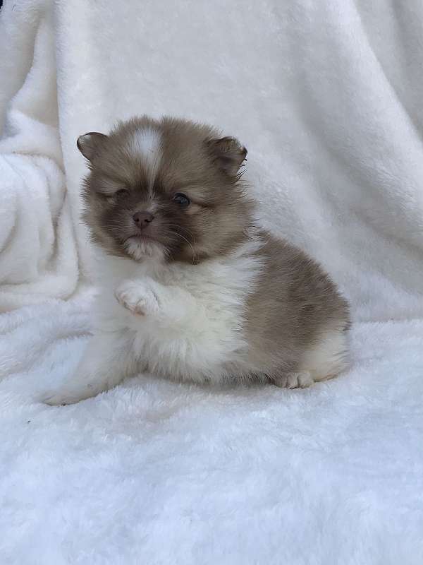 sable-white-small-puppy