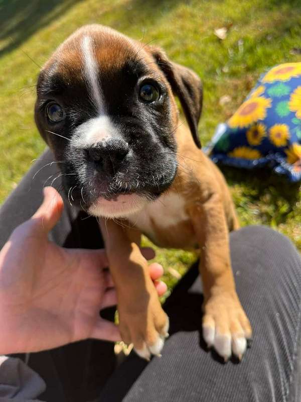 mixed-brown-smooth-coated-boxer