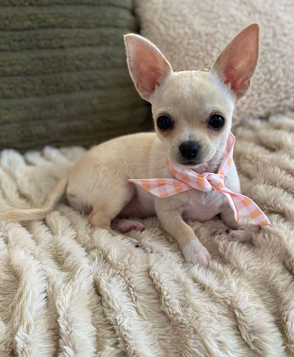 mixed-chihuahua-dog