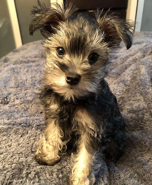 mixed-miniature-schnauzer-dog