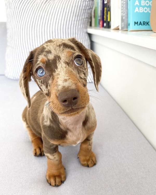 mixed-tri-colored-smooth-coated-dachshund