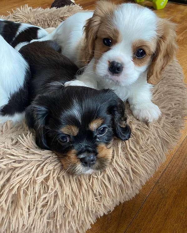 mixed-blenheim-curly-haired-cavalier-king-charles-spaniel