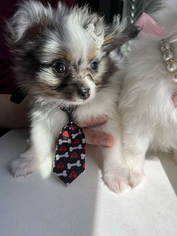 teacup-blue-merle-pomeranian