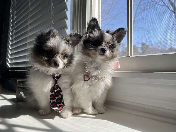 blue-merle-teacup-puppy