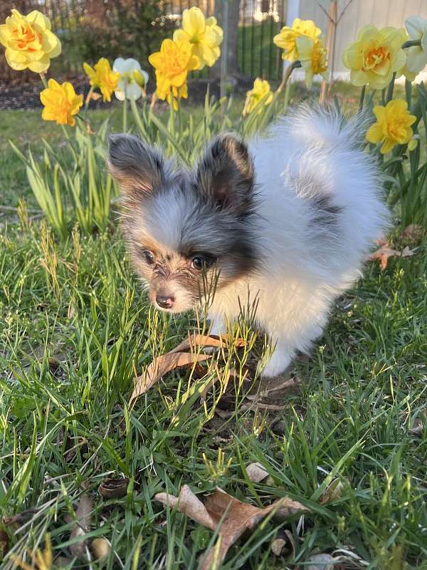 teacup-blue-merle-puppy