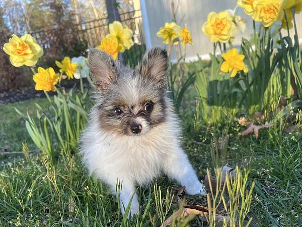 blue-merle-pomeranian