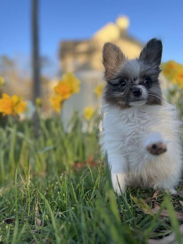 blue-merle-male-pomeranian