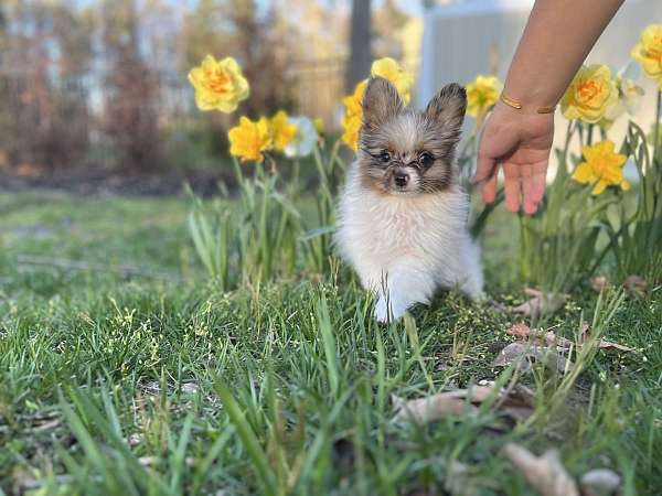 blue-merle-teacup-pomeranian