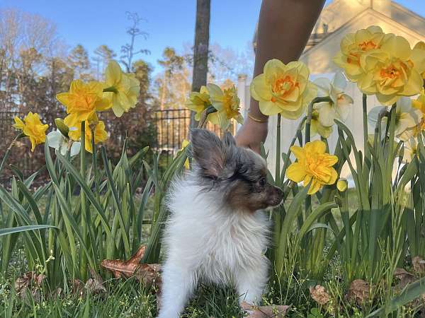 male-pomeranian-puppy