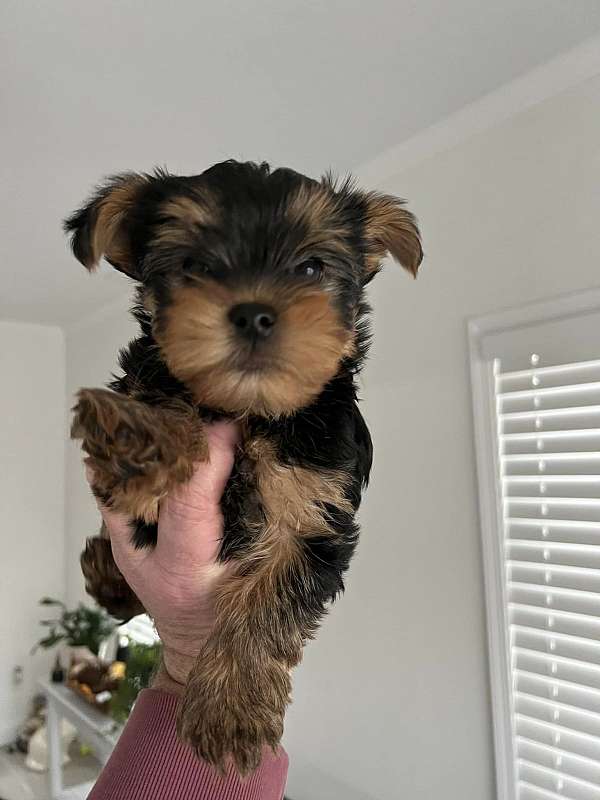 smooth-coated-male-yorkshire-terrier