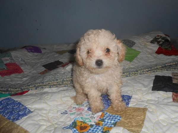 white-curly-haired-miniature-poodle