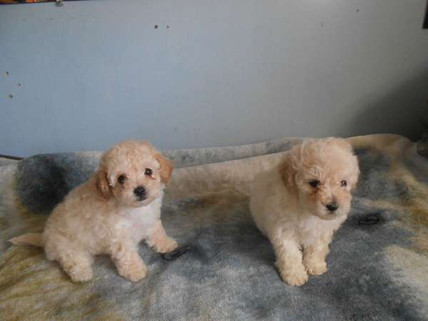 curly-haired-toy-poodle