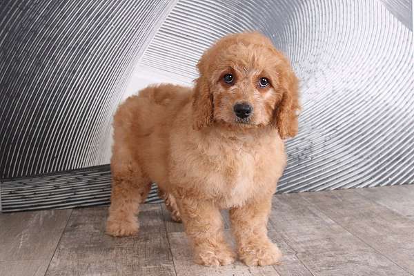 red-miniature-goldendoodle