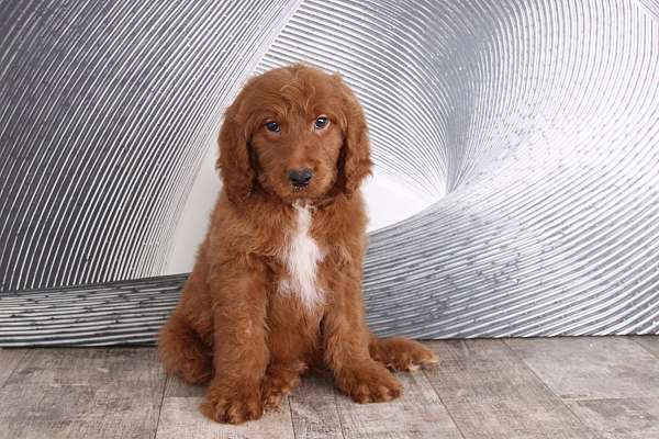 red-white-miniature-goldendoodle