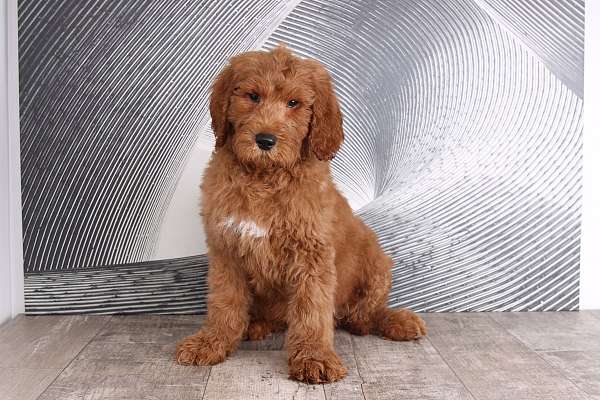 red-miniature-goldendoodle