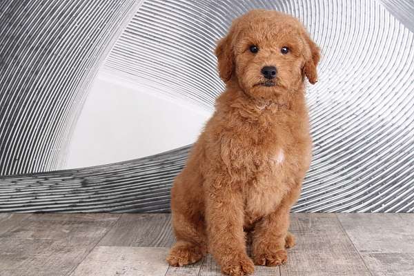 red-miniature-goldendoodle