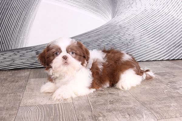 red-white-shih-tzu