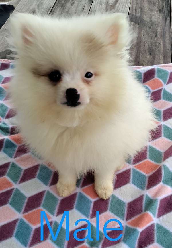 long-haired-pomeranian