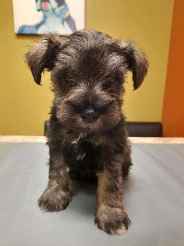 black-miniature-schnauzer