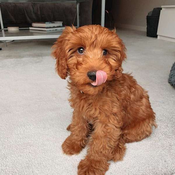 female-miniature-goldendoodle-dog