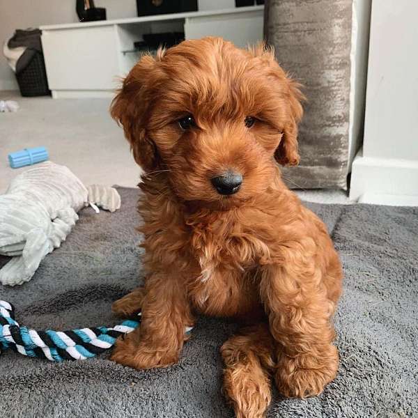 curly-haired-miniature-goldendoodle