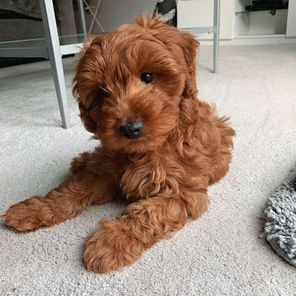 gold-miniature-goldendoodle