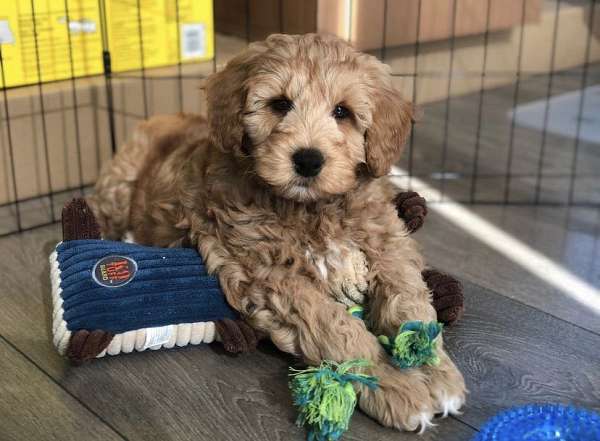 curly-haired-goldendoodle