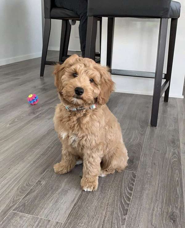 curly-haired-male-goldendoodle