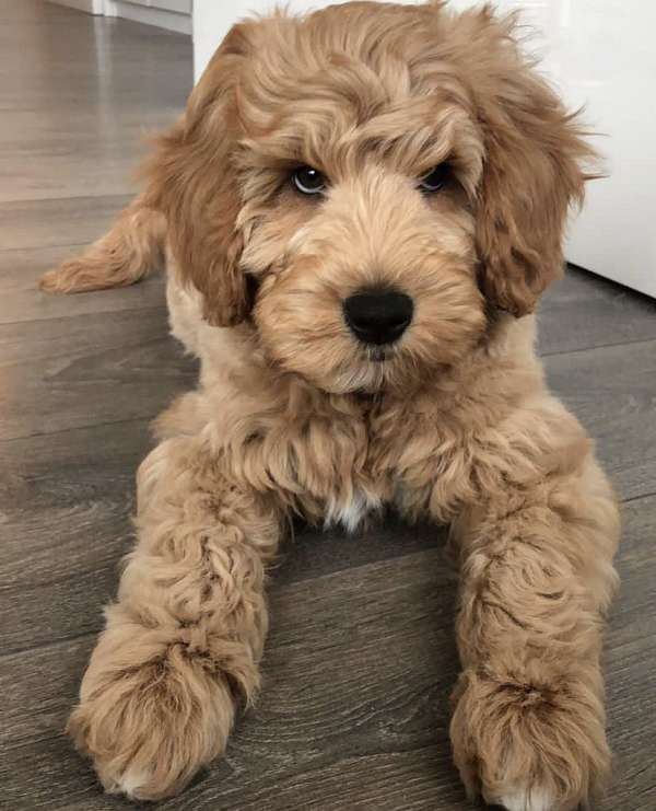 male-goldendoodle-dog