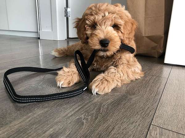 standard-curly-haired-dog