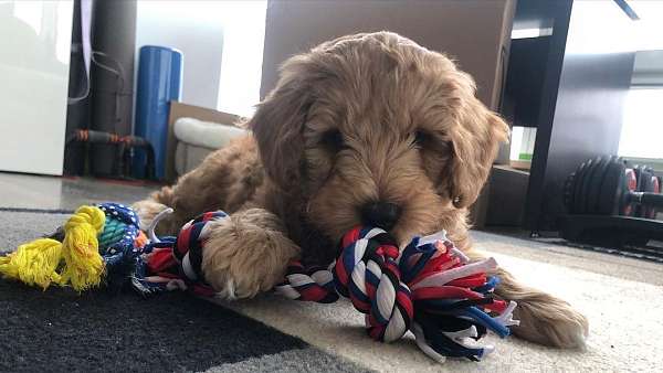 male-goldendoodle