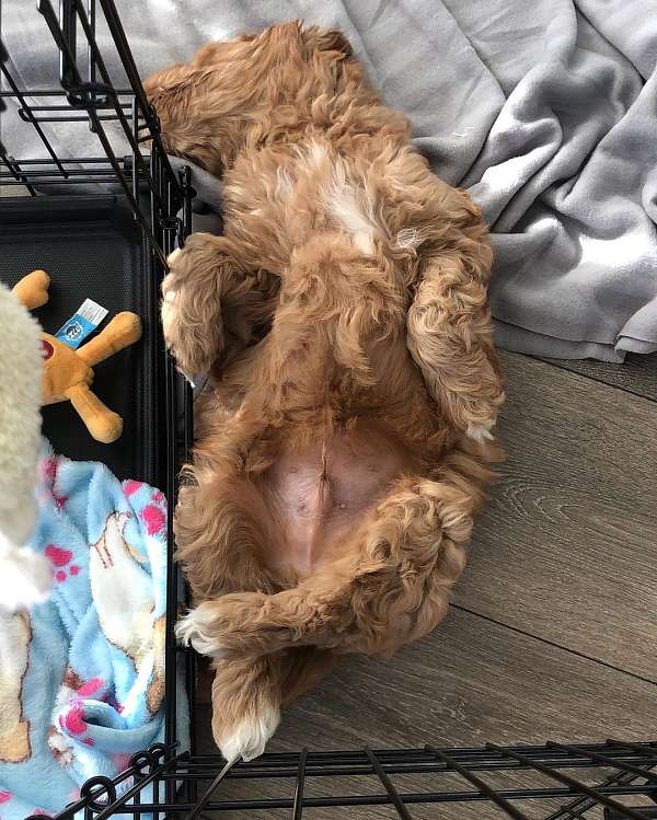 curly-haired-goldendoodle-dog