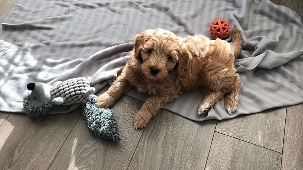 goldendoodle