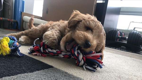 standard-goldendoodle