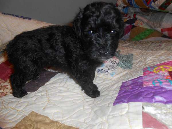 curly-haired-toy-poodle