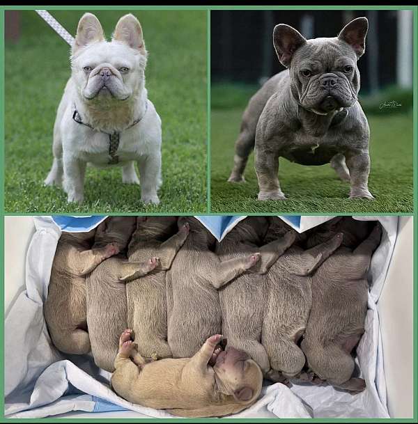 french-bulldog-for-sale