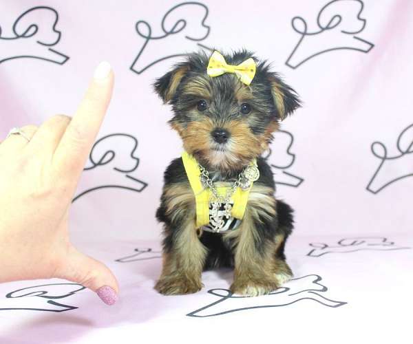 cute-yorkie-puppies-for-sale-in-las-vegas-yorkshire-terrier