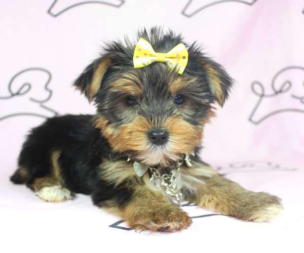 yorkie-puppies-for-sale-in-las-vegas-yorkshire-terrier