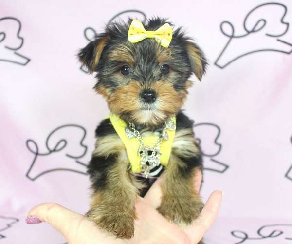 small-teacup-yorkie-puppie-for-sale-in-summerlin-yorkshire-terrier