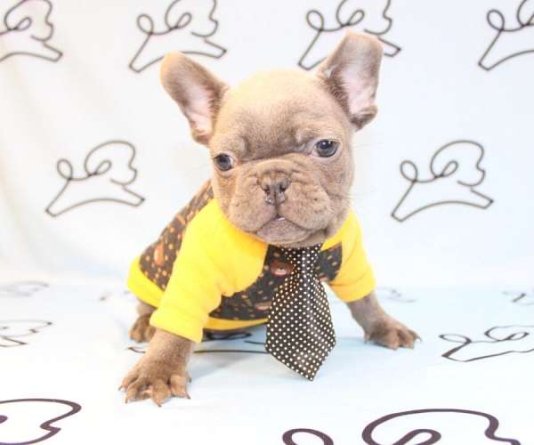 cute-french-bullpuppy-puppies-for-sale-in-las-vegas-puppy
