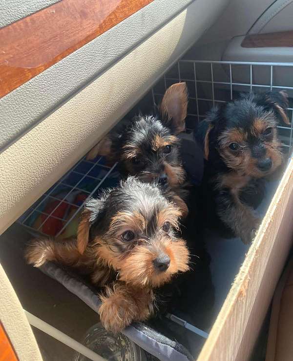 mixed-yorkshire-terrier-dog