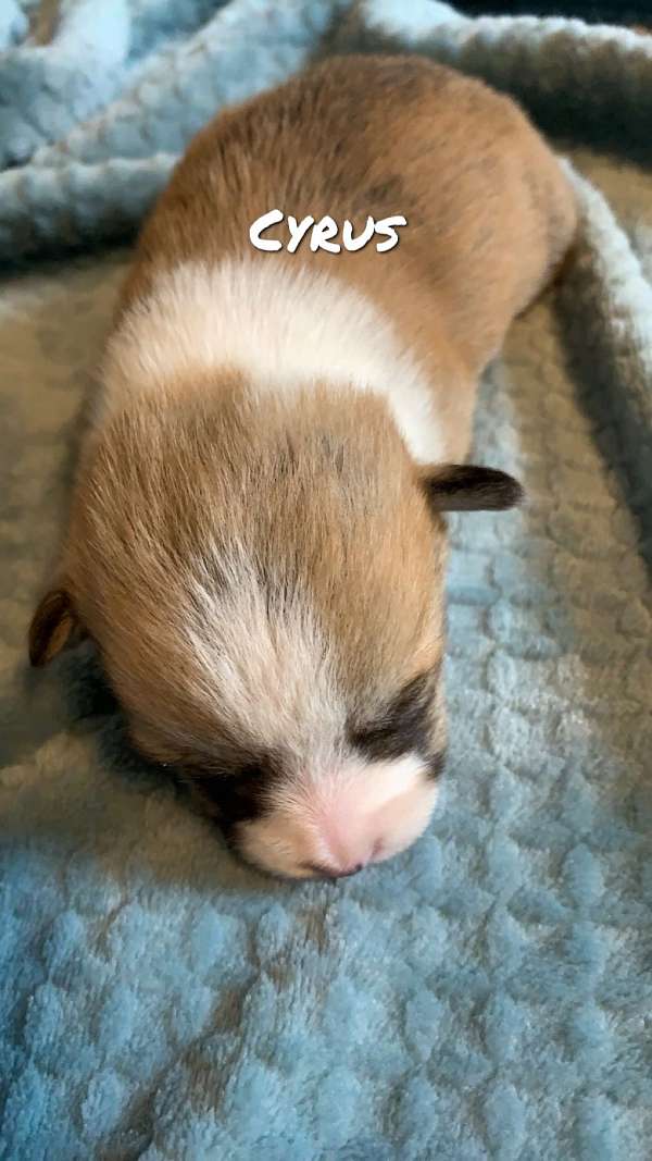 red-white-pembroke-welsh-corgi