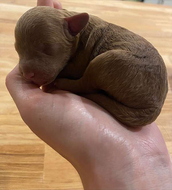 rust-miniature-poodle