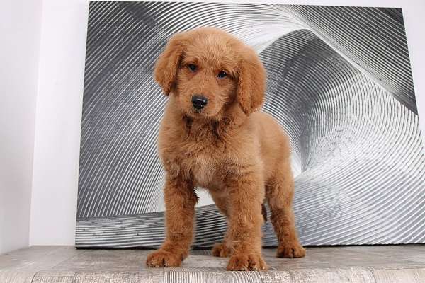 red-goldendoodle