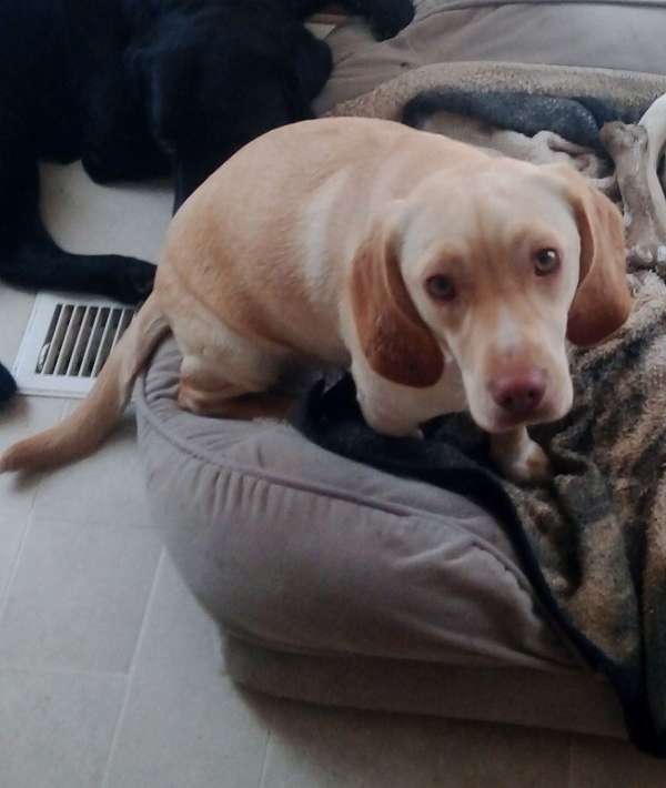 female-beagle-dog