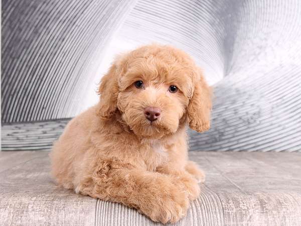 cream-miniature-poodle