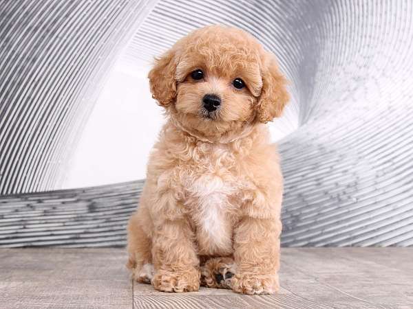 hypoallergenic-toy-poodle