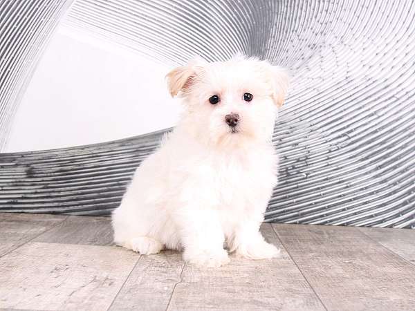 white-yorkshire-terrier