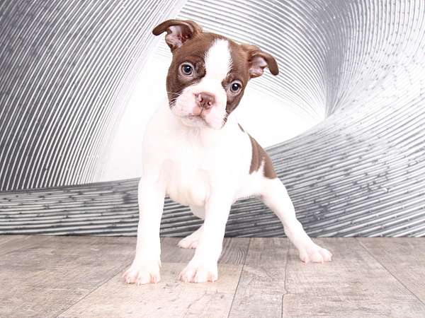 red-white-boston-terrier